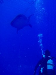 沖縄　ジンベイザメダイビング