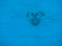 なんだこりゃ？　　　　A.イカでーす