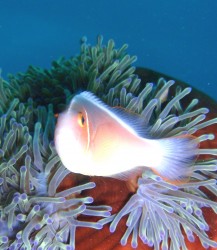 沖縄ダイビング　ハマクマノミ　慶良間