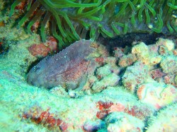 慶良間ダイビング　ハダカハオコゼ