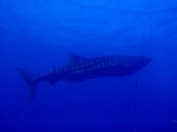 沖縄　ジンベイザメ　ダイビング