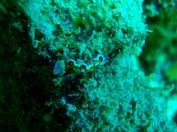 慶良間ダイビング　ウミウシ