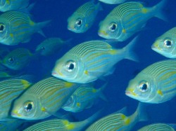 慶良間ダイビング　ノコギリダイの群れ