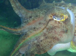 沖縄ダイビング　コブシメ