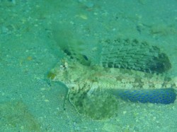 沖縄ダイビング　イッポンテグリ