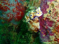 沖縄ダイビング　ウミウシ