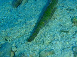 沖縄ダイビング　カミナリウオ　恩納村