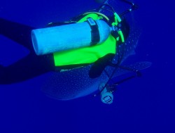 沖縄インベイザメダイビング