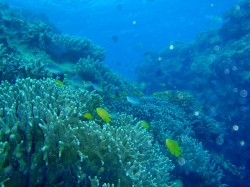 081206y 沖縄ダイビング ゴリラチョップ 海中