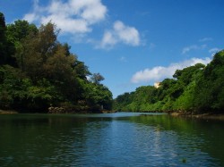 沖縄　マングローブカヤック