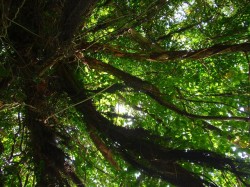 沖縄　マングローブカヤック