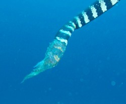 トウマ クロガシラウミヘビ 慶良間ダイビング クロガシラウミヘビ 慶良間・トウマにて