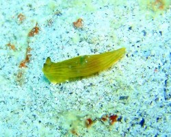 キヌハダウミウシ属の1種3らしい・・・ 慶良間ダイビング キヌハダウミウシ