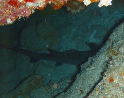 パライソ ホワイトチップ 慶良間ダイビング ホワイトチップ 慶良間・パライソにて