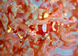 沖縄ダイビング　砂辺カリフォルニアサイド　イソギンチャクモドキにカクレるエビ