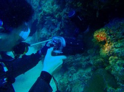 沖縄ダイビング　沖縄本島　砂辺カリフォルニアサイド