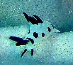 沖縄ダイビング　砂辺カリフォルニアサイド　ウミウシ