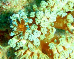 沖縄ダイビング　砂辺カリフォルニアサイド　アカクセニアウミウシ