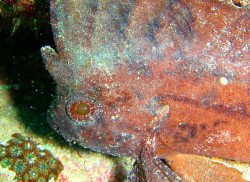 沖縄ダイビング　砂辺カリフォルニアサイド　ツマジロ