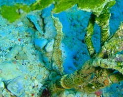 081213a-2 沖縄ダイビング クロスライン 恩納村