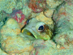 沖縄ダイビング　ジョ―フィッシュ　イナンビシにて