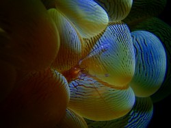 沖縄ダイビング　ミズタマサンゴ　バブルコーラルシュリンプ　イナンビシにて