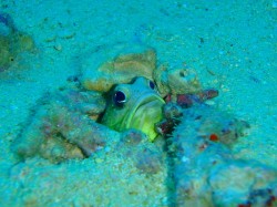 沖縄ダイビング　ジョ―フィッシュ　沖縄本島近海　イナンビシにて