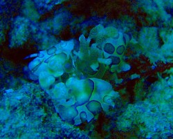 ニ〇モリさーん見てますか？？見つけちゃいました！！松本氏やり手です。僕が、見つけたわけではないので、本当の意味で目的は達成していませんが・・・