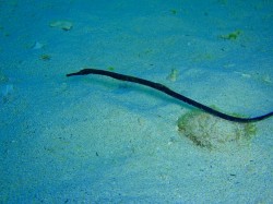 沖縄ダイビング　ワカヨウジ　崎本部　ゴリラチョップにて