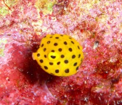 オキナワダイビング　ミナミハコフグ　崎本部　ゴリラチョップ