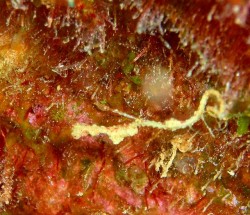 沖縄ダイビング　ピグミーシードラゴン　崎本部　ゴリラチョップにて