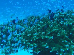 デバスズメダイ