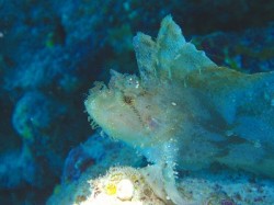 ハダカハオコゼ