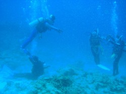 慶良間ダイビング