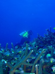 沖縄ダイビング　サンゴ　大山沖
