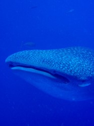 沖縄　ジンベイザメ　ダイビング