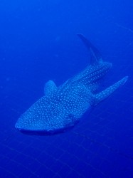 沖縄ジンベイザメダイビング