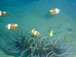 pc060046 沖縄ダイビング トウアカクマノミ レッドビーチにて