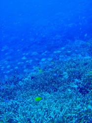 生き生きサンゴとスズメダイ♪