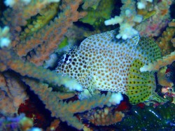 サンゴの間には面白生物がたくさんいます♪ぜひ探してみてください！！
