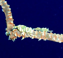 クマノミに夢中になっているお客さんの横にて発見。ペアでいてくれたので、パシャリ♪