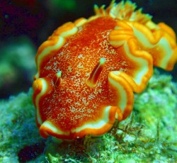 今日は、出だしにはカマスの大軍に、突如ロウニンアジが現れたりとビっくり続きでしたが、初めの被写体はこちら♪けっこう珍しいらしい。名前が美味しそうです。