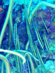 こんな面白い魚たちもたくさんいましたよー♪