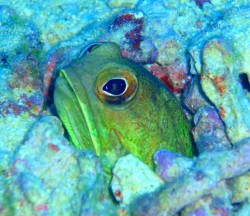 いっつもいてくれます♪ハナヒゲが前回いた所からいなくなていたので、深追いせずにジョー君に会いに行きました♪