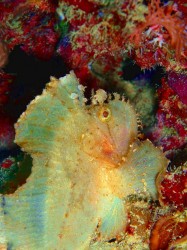 最近よく見ます。いついているのかな？？ここにいて何を食べているのか不思議なので、いつまでいてくれるのかが心配です・・・