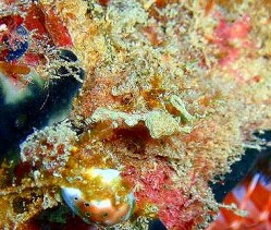 沖縄ダイビング　本島西海岸　イナンビシ　ピグミーシードラゴン