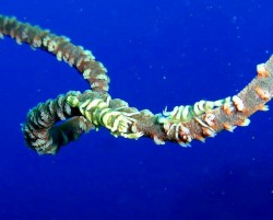 沖縄ダイビング　本島西海岸　イナンビシ　ムチカラマツエビ