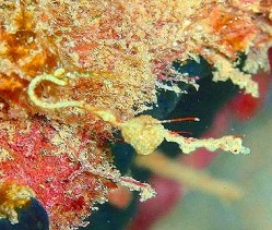 沖縄ダイビング　本島西海岸　イナンビシ　ピグミーシードラゴン