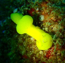 沖縄ダイビング　本島西海岸　イナンビシ　レモンカイモンウミウシ