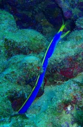 沖縄ダイビング　本島西海岸　イナンビシ　ハナヒゲウツボ